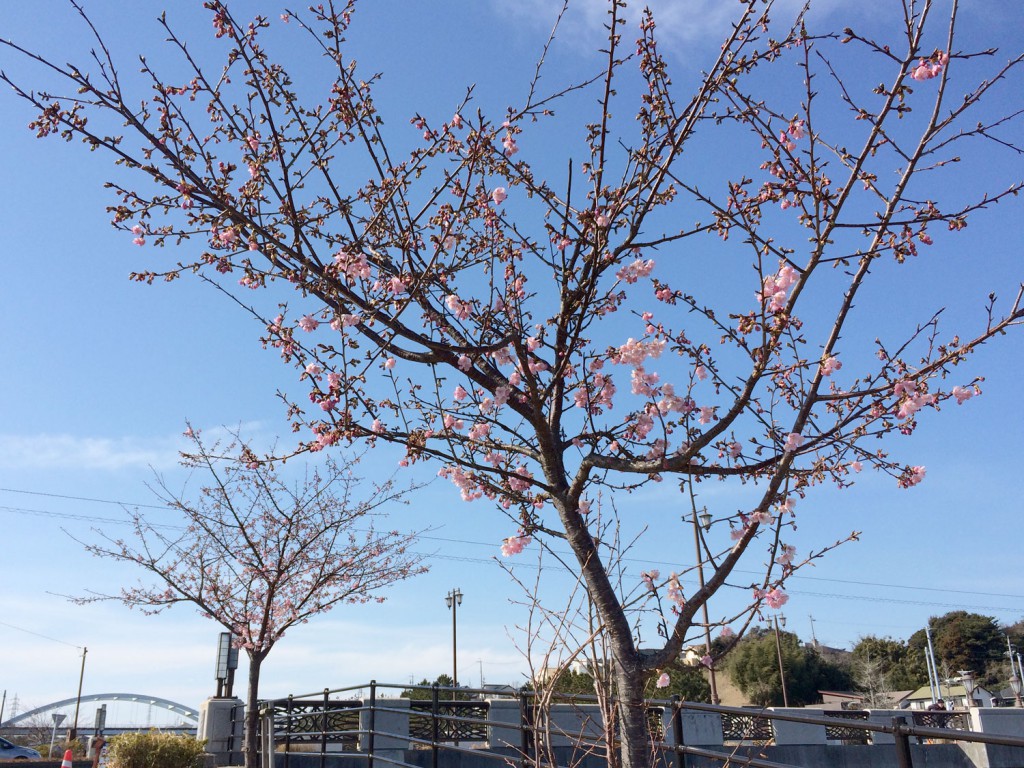 佐鳴湖漕艇場の河津桜