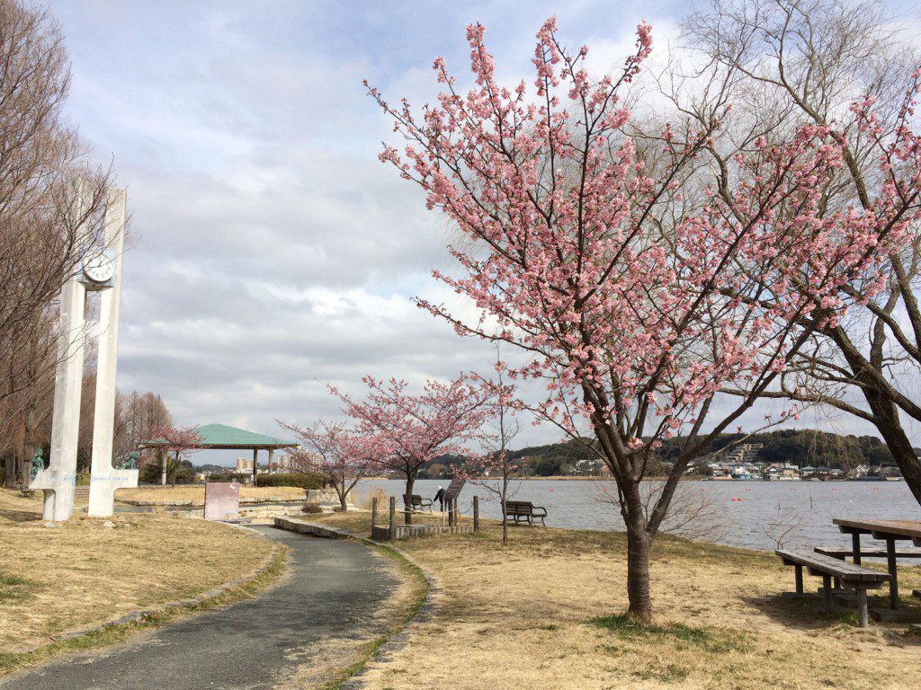 佐鳴湖時計台の河津桜