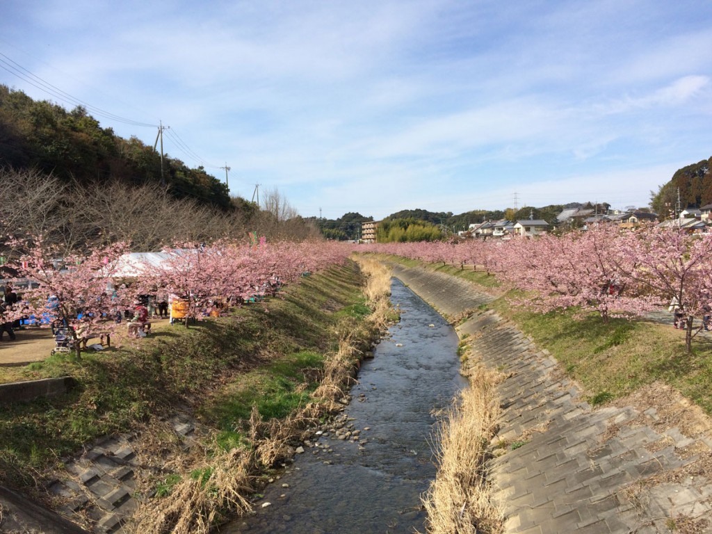 橋から眺める河津桜