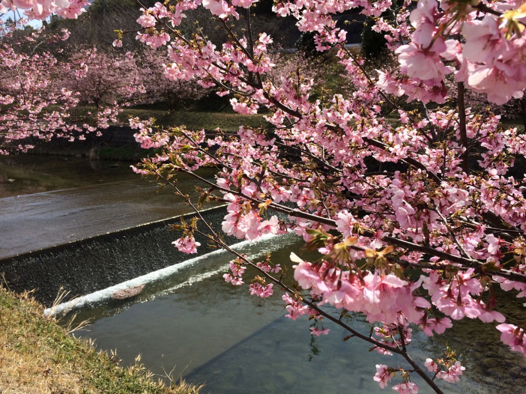 河津桜と川