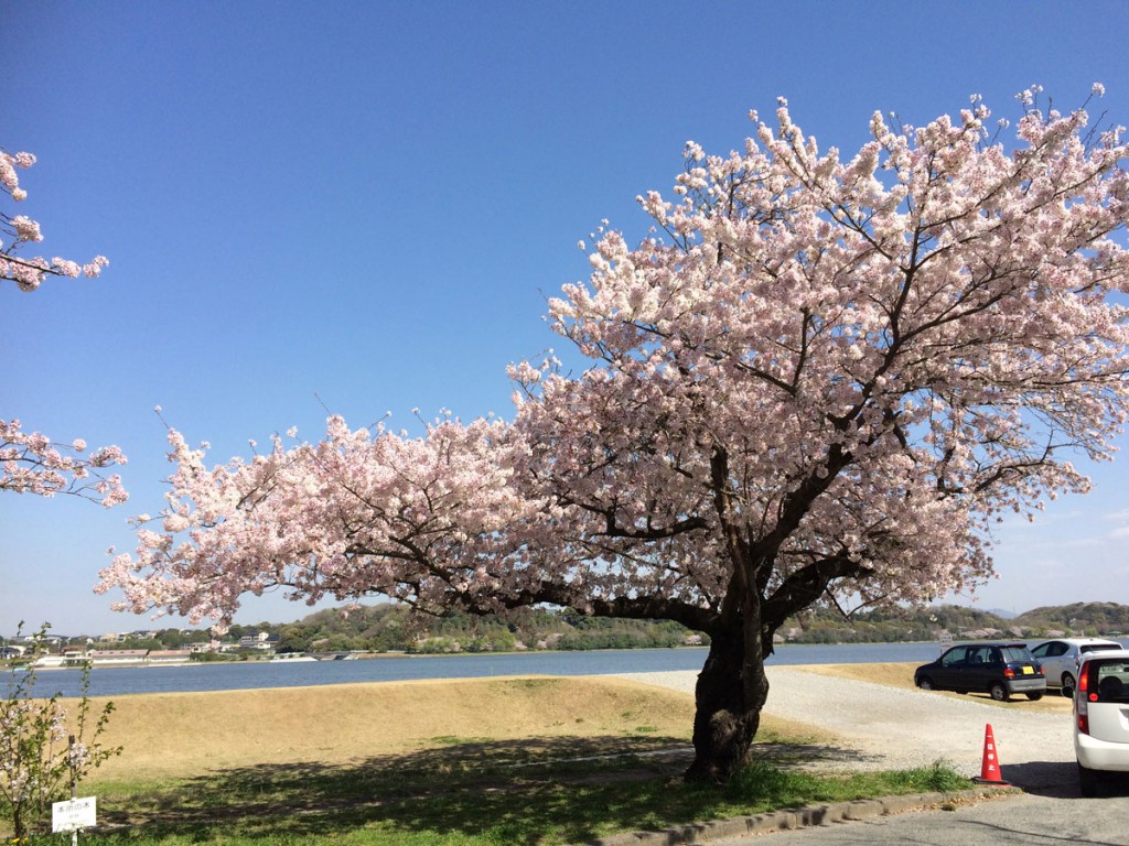 佐鳴湖東側の桜