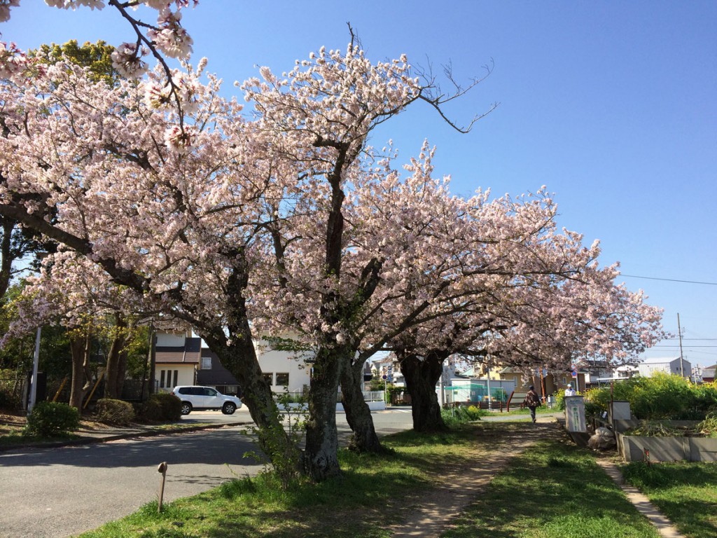佐鳴湖東側の桜