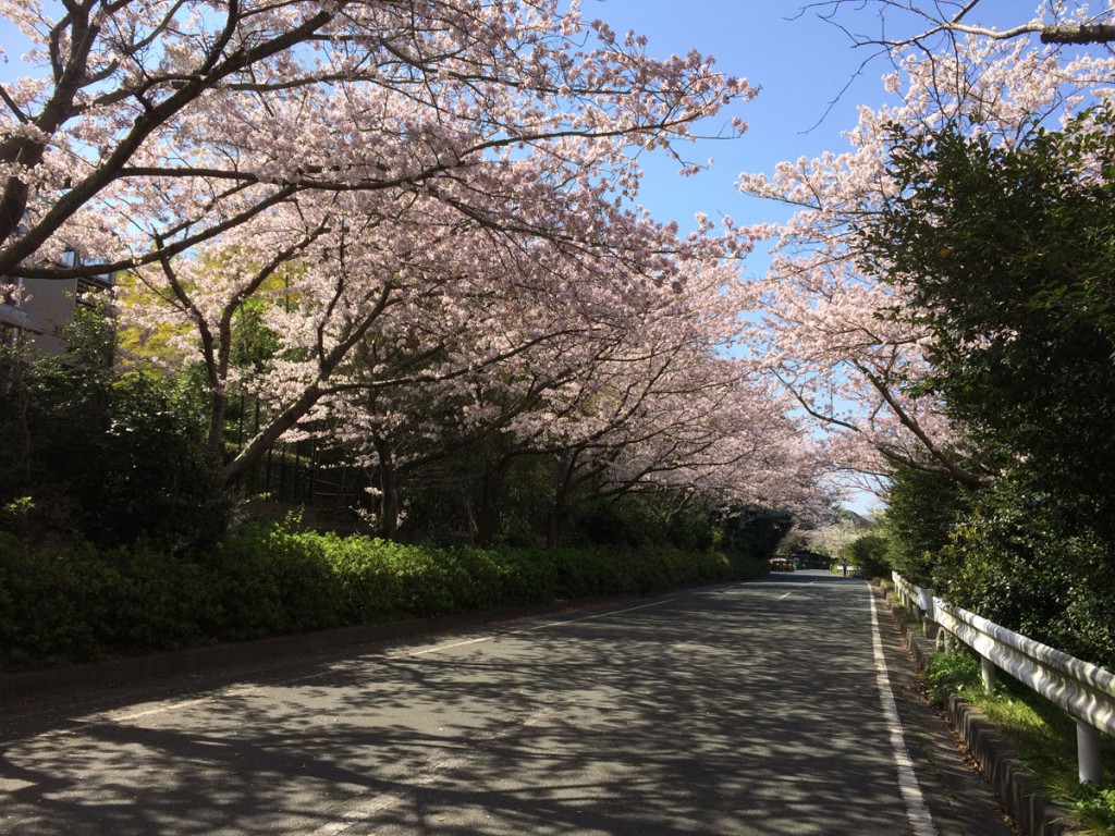 佐鳴湖桜のトンネル