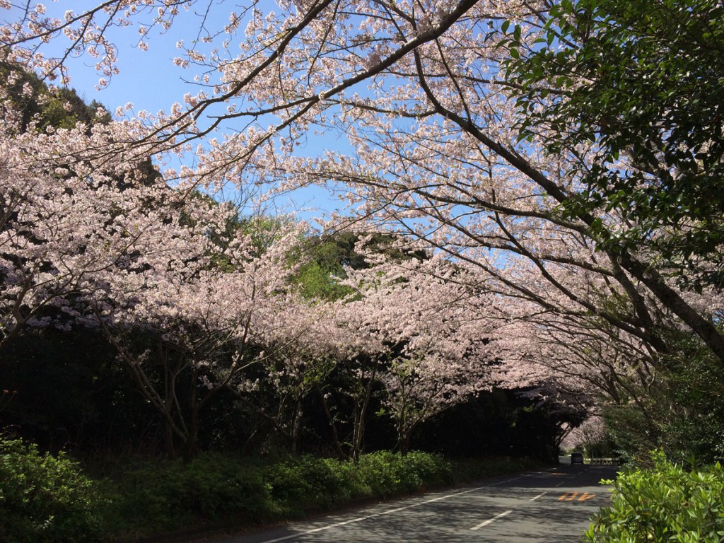 佐鳴湖桜のトンネル