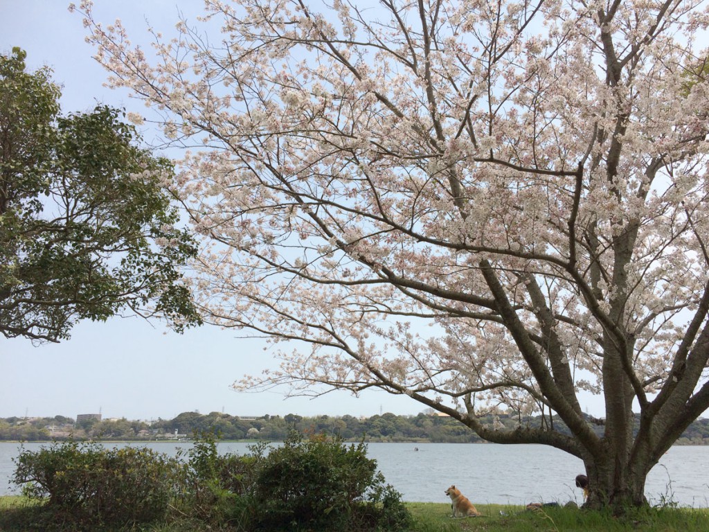 佐鳴湖西側の桜