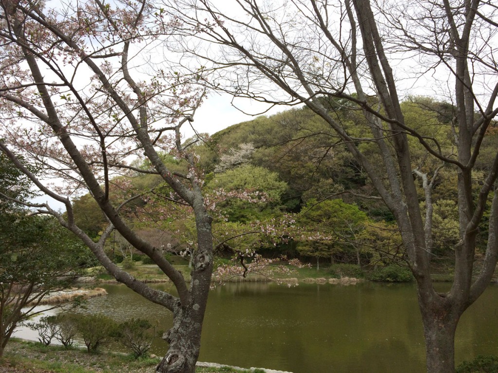 ひょうたん池の桜