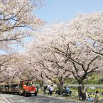 桜並木とお花見列車