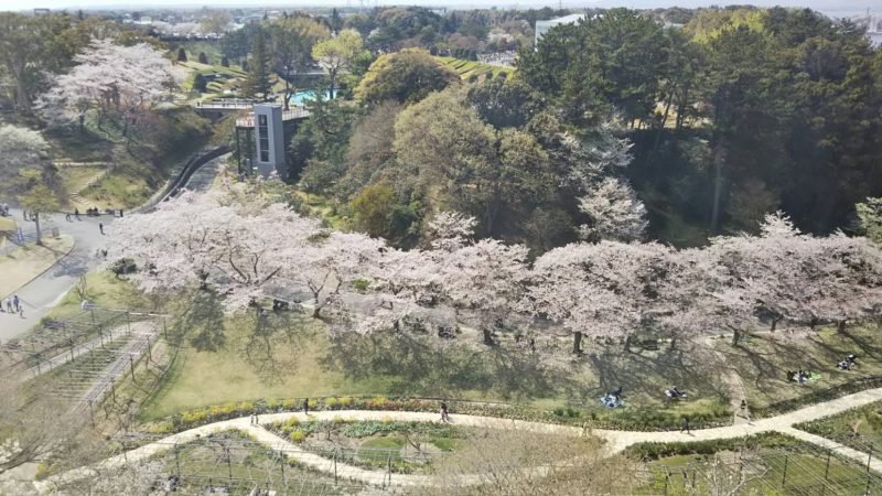 フラワーパークの観覧車から見た桜並木